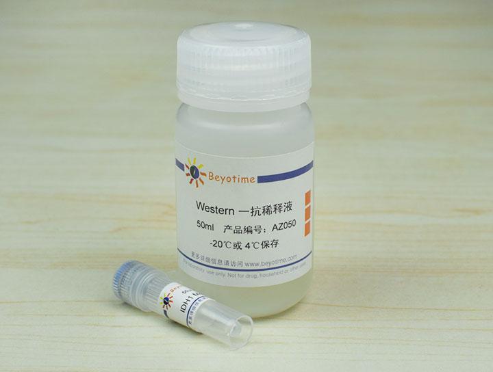 Isocitrate dehydrogenase/IDH1 Mouse Monoclonal Antibody